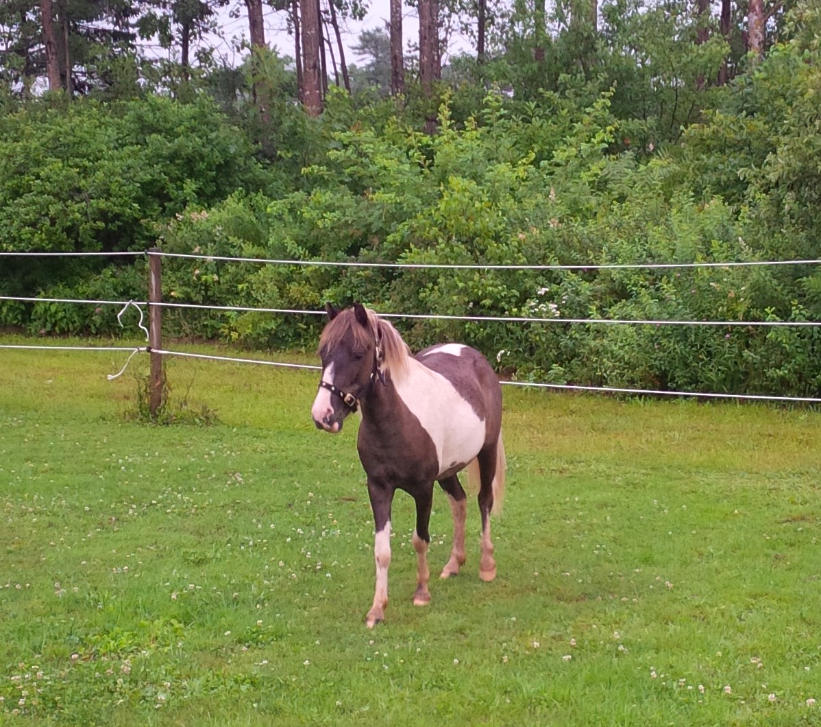 Darcy has been adopted